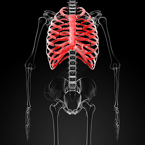 断肢黑色蓝色骨骼男性肋骨红色渲染医疗插图科学图片