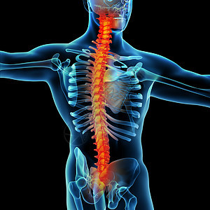 脊骨男的骨轮骨蓝色身体脊柱科学肋骨男人黑色插图脊椎药品图片