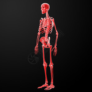 3d 显示骨架的插图x光生物学蓝色身体黑色科学解剖学骨头手指骨骼图片