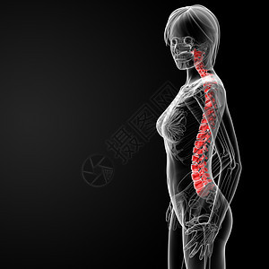 脊椎骨光盘磁盘柱子尾骨尾巴颈椎病生物学胸椎身体脊柱背景图片