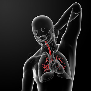 烟花渲染支气管胸部身体插图器官蓝色解剖学气道生物学图片