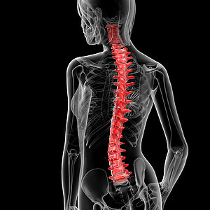 脊椎骨身体腰椎尾巴生物学药品脊椎解剖学颈椎病椎间绳索图片