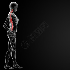 脊椎骨专栏胸椎涡流绳索腰椎脊柱脊椎生物学颈椎病尾巴背景图片