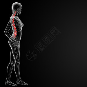 脊椎骨专栏胸椎涡流绳索腰椎脊柱脊椎生物学颈椎病尾巴图片