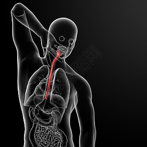 食道蓝色医疗男性解剖学插图背景图片