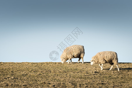 两只羊宝贝动物哺乳动物农场蓝色农业羊毛少年婴儿草地图片