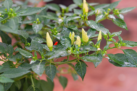 绿色辣辣椒生长胡椒蔬菜食物香料花园收成植物园艺衬套图片