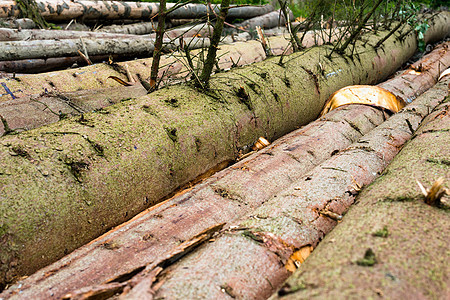 采伐木材 剪切的森林原木资源云杉收成松树树干记录日志公园林业材料图片