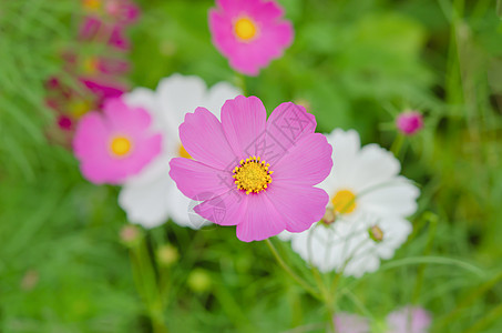 开花草地色彩植物花瓣绿色粉色花坛物体紫色自然图片
