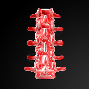 伦巴涡流疼痛髓质骶骨骨干关节剧痛专栏腰椎骨骼图片