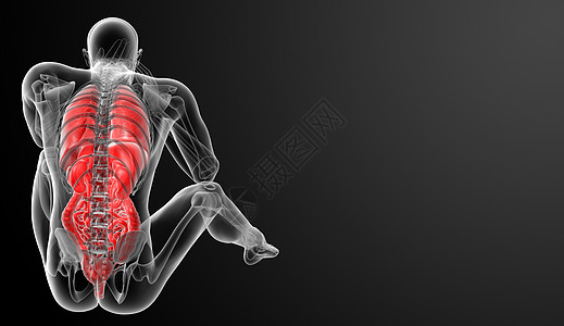 人类消化系统与人体呼吸系统和胆囊冒号器官腹痛药品疼痛痛苦肝硬化科学解剖学图片