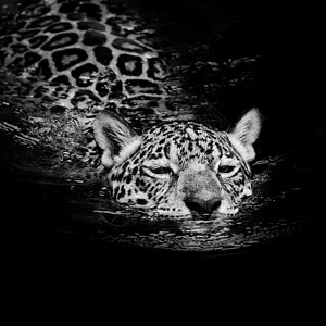 美洲虎游泳毛皮动物黑色蓝色眼睛荒野哺乳动物白色捕食者条纹图片