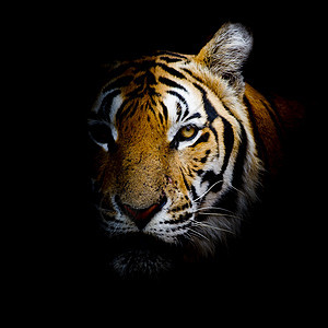 老虎哺乳动物荒野鼻子捕食者生活眼睛耳朵食肉野生动物条纹图片