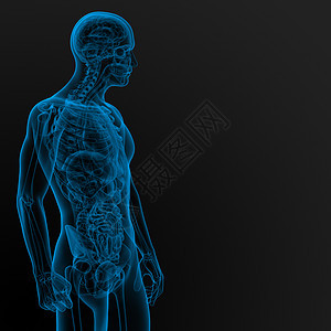 男性解剖学药品器官科学痛苦腹部膀胱冒号胰腺身体腹痛图片