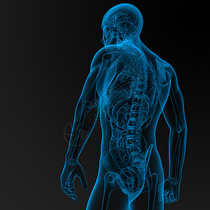 男性解剖学科学痛苦身体腹部冒号腹痛生物学器官药品胆囊图片