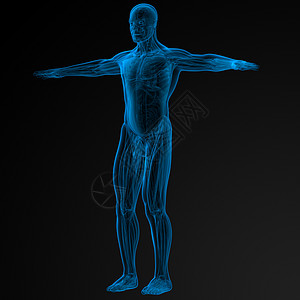 3D人体解剖学图片