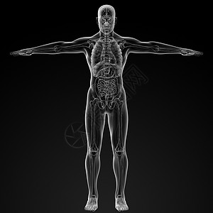 人类解剖学骨干肋骨器官风湿病命脉插图科学身体生物学生物图片