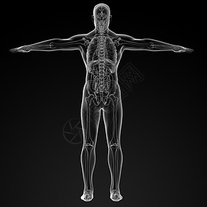 人类解剖学肋骨冒号髂骨插图骨头生物学背痛骨骼躯干器官图片