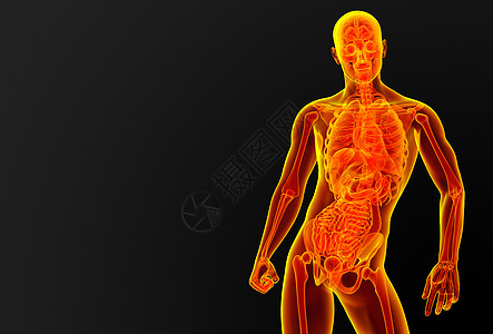 男性解剖学腹痛胆囊胰腺身体腹部膀胱生物学医疗痛苦器官图片