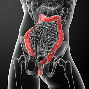 人类消化系统 大肠红色大肠胆囊解剖学胰腺腹痛痛苦科学癌症膀胱生物学身体图片