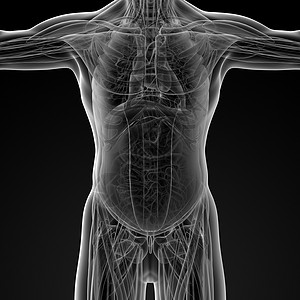 男性解剖科学冒号器官命脉髂骨脊柱骨骼生物胸部背痛图片