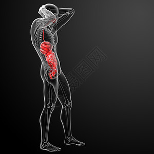 人类消化系统胆囊胰腺生物学药品科学膀胱痛苦疼痛冒号身体图片