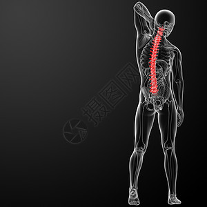 3d 人体脊柱解剖颈椎肩膀姿势棕褐色背痛成人药品痛苦脊髓腰椎图片