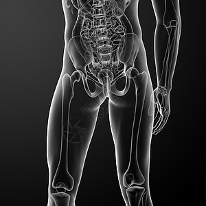 带有臀部和股骨的人类骨骼背景图片