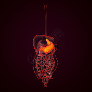 人类消化系统胃腹痛解剖学胰腺医疗疼痛冒号肝硬化药品器官痛苦图片