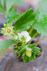 草莓开花叶子荒野白色花瓣宏观植物绿色图片