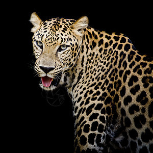 豹式肖像捕食者猎人野生动物哺乳动物猫科眼睛动物胡须丛林食肉背景图片