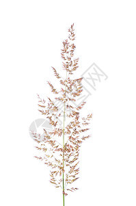 紫色Reedgras 卡拉马洛斯阿伦迪那塞亚荒野植物芦荟白色野竹科芦苇草植物群图片