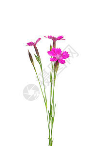 粉红色紫色石竹植物群少女植物粉色医疗三角肌白色荒野图片