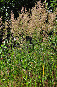 紫色Reedgras 卡拉马洛斯阿伦迪那塞亚芦荟野竹科荒野植物群植物白色芦苇草图片