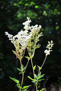 氟白荒野白色医疗植物群植物草本植物图片