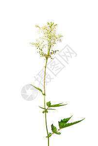 氟白荒野白色植物群医疗植物草本植物图片