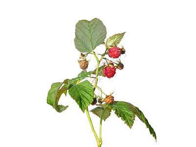 草莓 Rubus ideus水果草本植物植物浆果荒野红色医疗钩子白色植物群图片