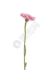 花园矢车菊草本植物植物群粉色白色青色植物菊科图片