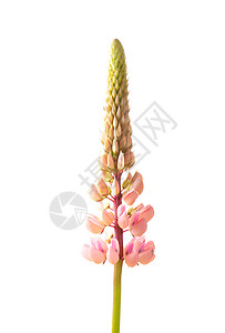大叶Lupinus 聚氯乙烯白色多叶医疗草本植物粉色植物群荒野植物图片