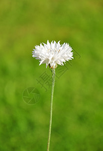 花园矢车菊菊科青色草本植物植物群白色植物图片