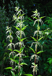 静脉织物电离层植物群荨麻疹植物草本植物医疗荒野白色图片