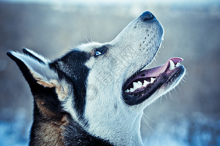 冬天的西伯利亚哈斯基狗图片