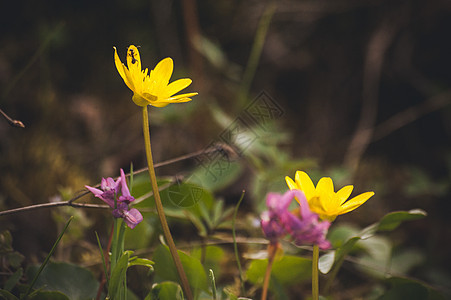 野生黄春花长珠花瓣地草花园月见草季节性牛粪草本植物季节植物群春花背景图片