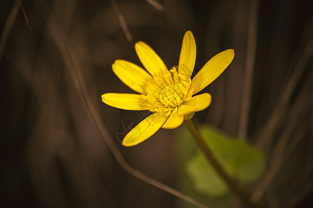 野生黄春花长珠地草花园季节性春花草本宏观植物月见草季节植物群背景图片