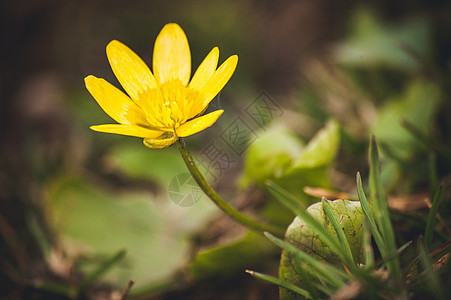 野生黄春花长珠季节草本植物花园牛粪植物草本宏观黄色月见草季节性图片