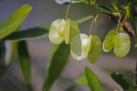 银团叶 终极玻璃a药物植物科乔木落叶背景图片