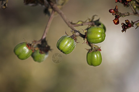 棉叶理疗 麻风树小花团簇种子花生红色水果黑花生坚果植物背景图片