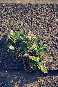 纳哈拉朗胡斯玫瑰花医学草本植物玫瑰植物意志灌木处境春花观赏玫瑰色图片