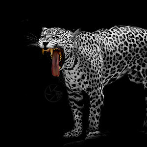 豹式肖像动物丛林危险捕食者猎人环境胡须公园毛皮野生动物图片