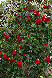 法国卢瓦尔谷花园和城堡凉棚乡村地标红色恶棍万花筒玫瑰花园公园旅行图片
